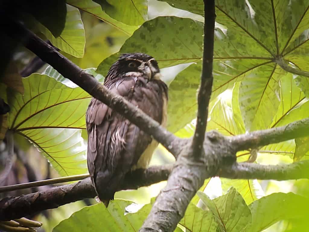 Costa Rica Part 3: La Fortuna, Arenal Volcano Excursions (Days 13-17)