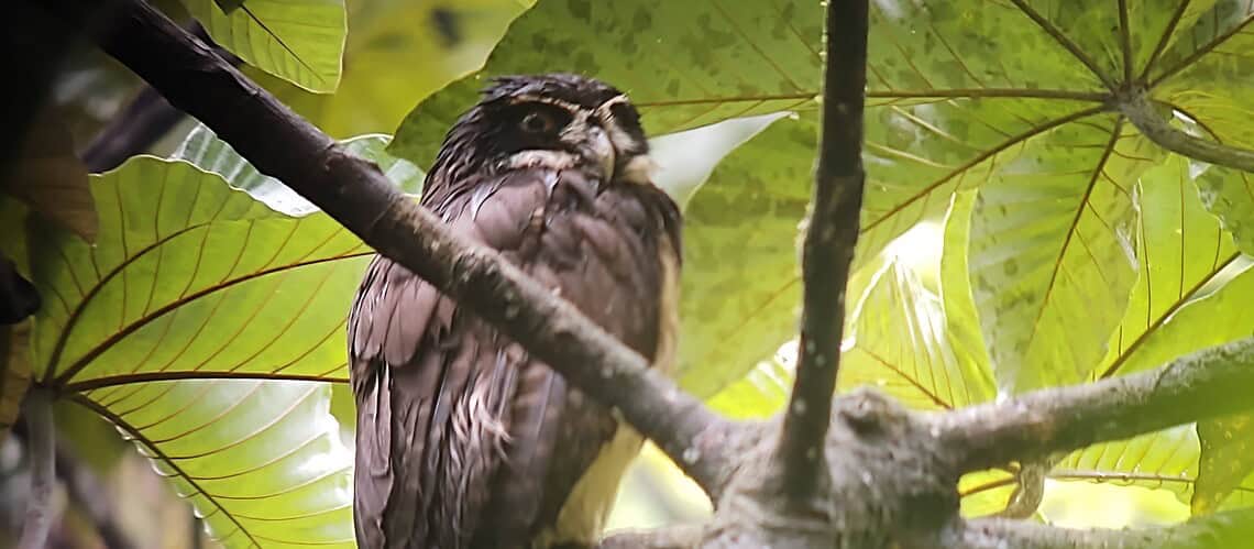 Vivid bird sitting on a tree branch amid dense tropical foliage.