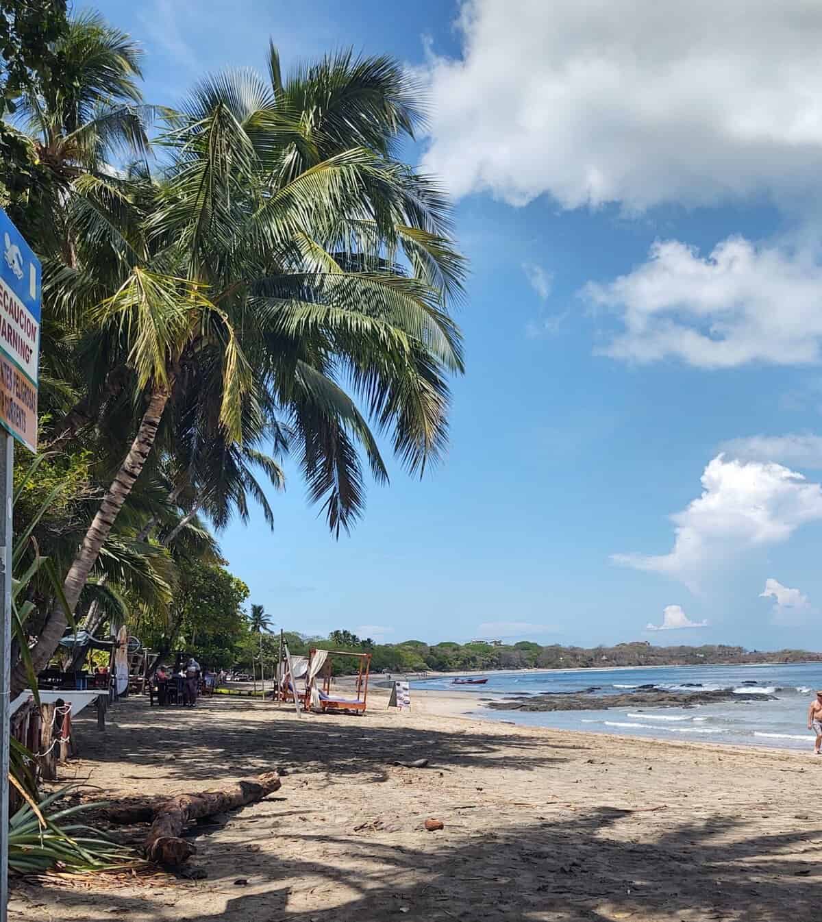 Relaxing beach scene with palm trees, sandy shore, and ocean, ideal for travel and outdoor adventures.
